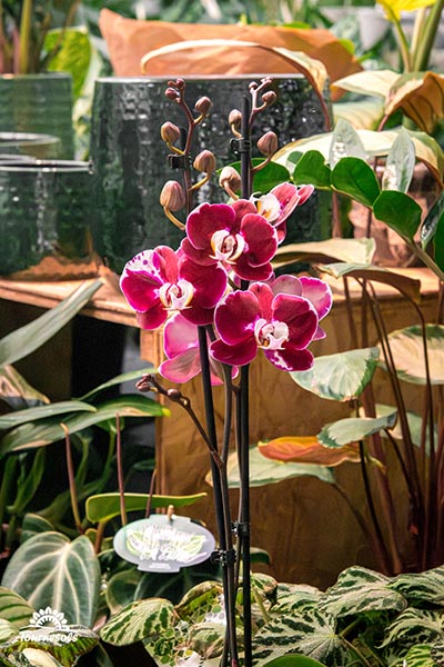 Phalaenopsis Agnes
